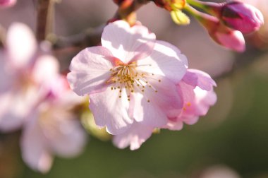 Güzel kiraz çiçeklerine yakın.