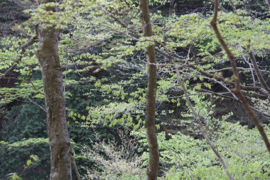 Ormanda yeşil ağaçlar.