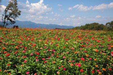 Güzel çiçekleri, çiçekleri ve yaprakları olan bir tarla.