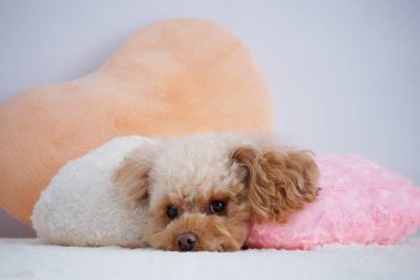 Beyaz arka planda izole edilmiş şirin köpeğin yakın plan fotoğrafı. 