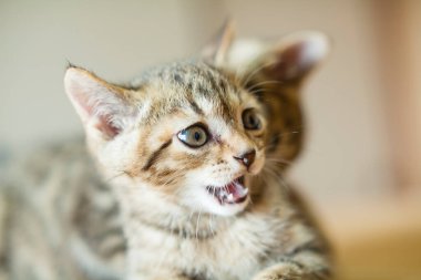 sevimli kedicik portresi