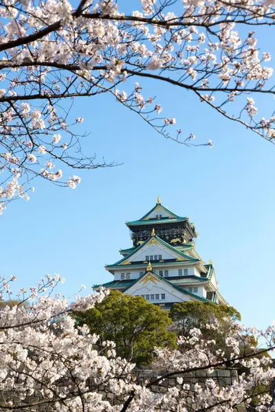 Piękne Kwiaty Wiśni Ogrodzie Japonia — Zdjęcie stockowe