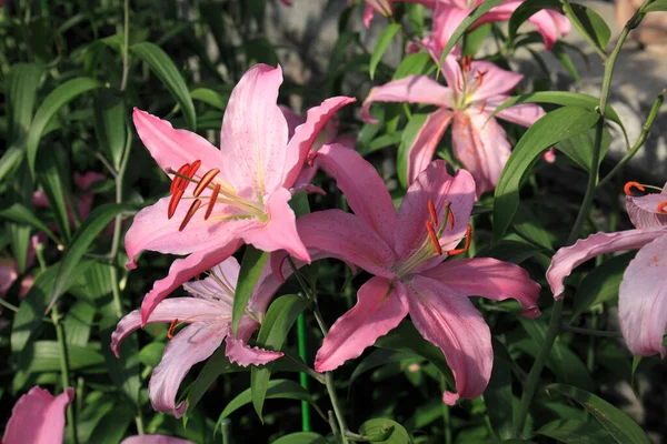 Красиві Рожеві Квіти Лілії Ростуть Саду Крупним Планом — стокове фото