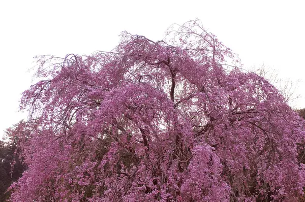 Belas Flores Sakura Rosa Jardim — Fotografia de Stock