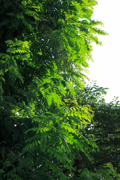 Πράσινα Φύλλα Στο Δέντρο — Φωτογραφία Αρχείου