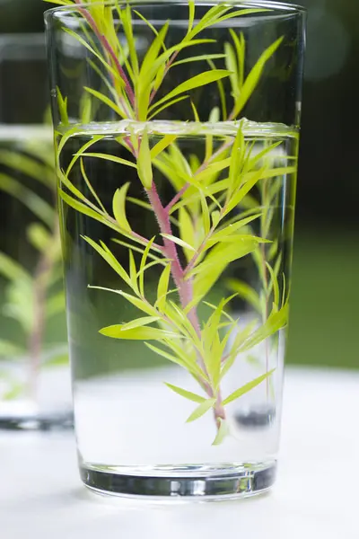 Glas Mit Wasser Und Rosmarin Auf Weißem Hintergrund — Stockfoto