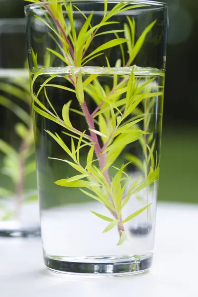 Glas Med Vatten Och Rosmarin Vit Bakgrund — Stockfoto