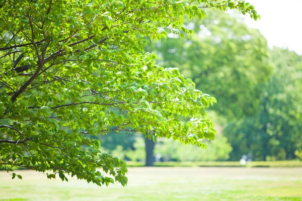 Красивые Деревья Зеленая Трава Солнечном Парке — стоковое фото