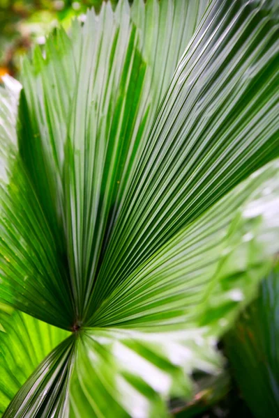 Tropical Leaf Palm Leaves — Stock Photo, Image