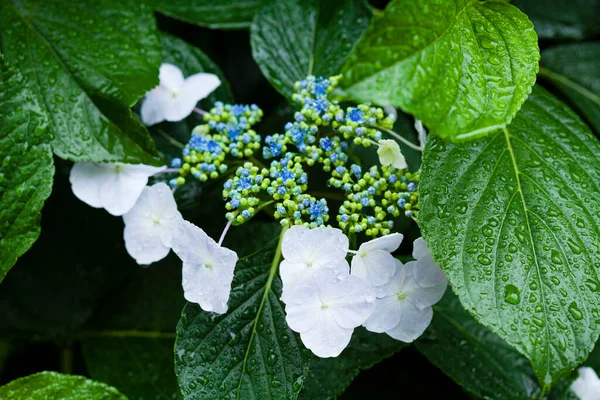 Witte Zwarte Hortensia Bloemen Een Groene Achtergrond — Stockfoto