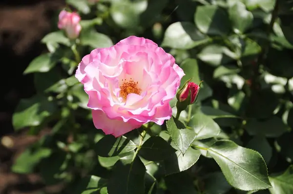 Hermosas Flores Rosas Jardín —  Fotos de Stock