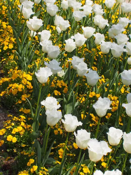 Krásné Kvetoucí Tulipány Jemné Květiny Zahradě Slunném Jarním Dni — Stock fotografie