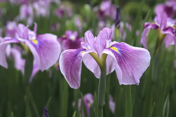 Květy Duhovky Zahradě Jarní Pozadí — Stock fotografie