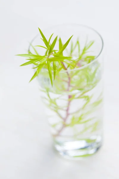 Färsk Växt Med Vatten Glas — Stockfoto
