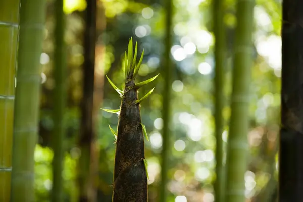 Bamboo Trees Forest — Stock Photo, Image