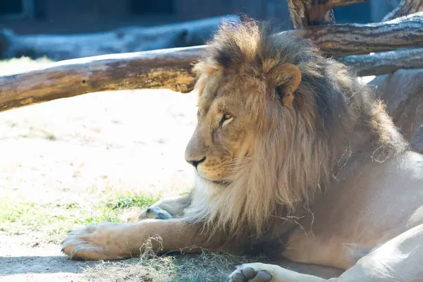 自然を背景に動物園に地面に横たわるライオン — ストック写真