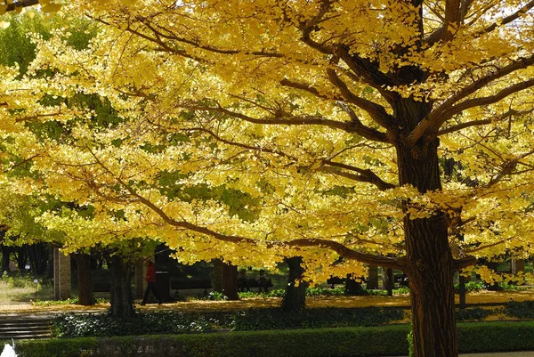 Красивые Осенние Листья Парке — стоковое фото