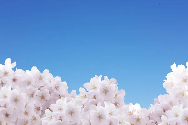 벚꽃과 하늘의 — 스톡 사진