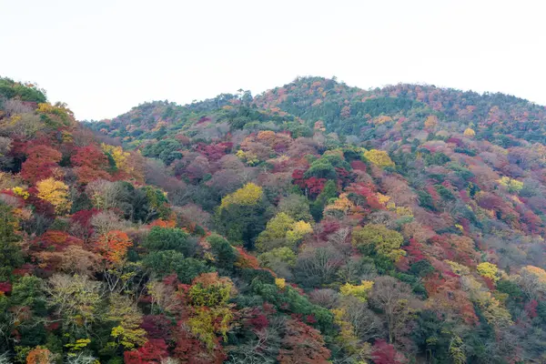 Gyönyörű Ősz Erdőben Színes Őszi Levelek — Stock Fotó