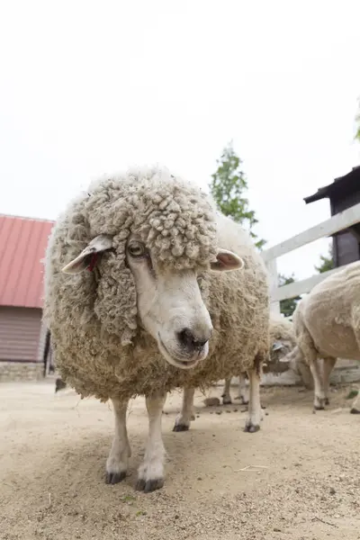 Młode Białe Owce Wypasane Gospodarstwie — Zdjęcie stockowe