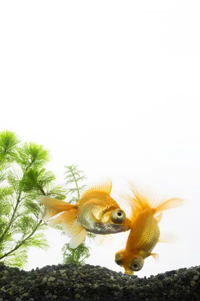 Peixinhos Dourados Aquário Sobre Fundo Branco — Fotografia de Stock