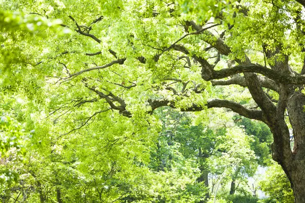 公園の美しい木 自然の背景 — ストック写真