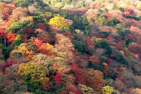 Όμορφο Φθινόπωρο Στο Δάσος Πολύχρωμα Φύλλα Πτώση — Φωτογραφία Αρχείου