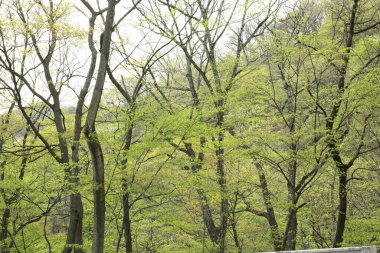 Ormanda yeşil ağaçlar