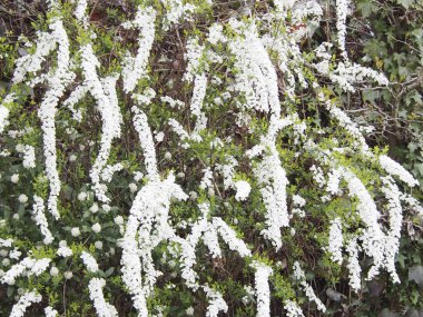 Bahçede beyaz çiçekler