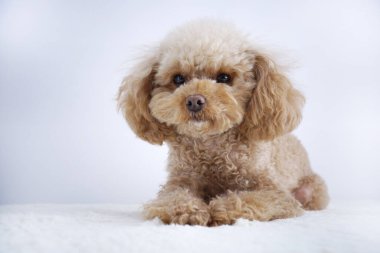 Beyaz arka planda izole edilmiş şirin köpeğin yakın plan fotoğrafı. 