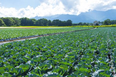 Yaz tarlasında yeşil bitkiler, tarım konsepti