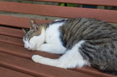 Bankta beyaz bir kedi yatıyor..