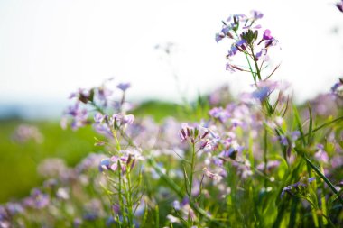 Bahçede mor çiçekler