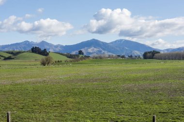 Otlakta otlayan bir koyun sürüsü.