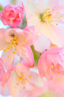 İlkbaharda güzel pembe çiçekler, bahar bahçesinde ağaçlar çiçek açar.             