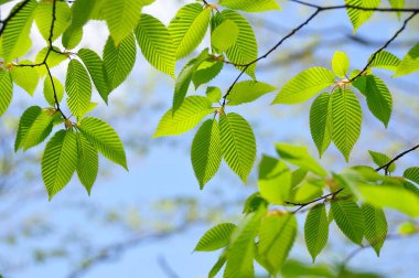 Yeşil yaprakları kapat