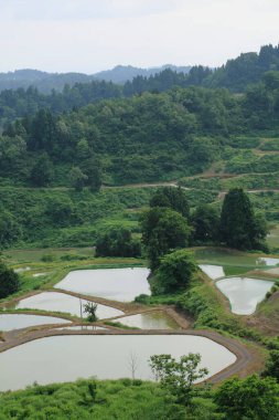 Dağlarda yeşil pirinç tarlaları