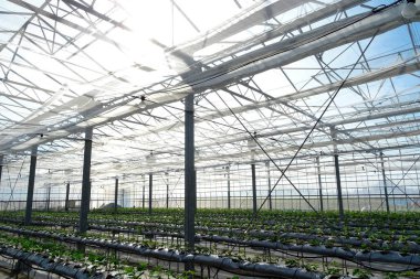 Yeşil bitkileri ve güneş ışığı olan büyük bir sera.