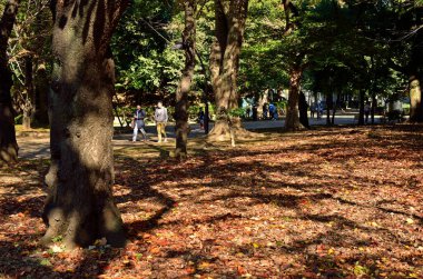 İnsanlar sonbaharda yere düşen yapraklarla parkta yürür. 