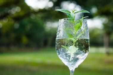 Şeffaf camlı taze yeşil bitki ve su. 