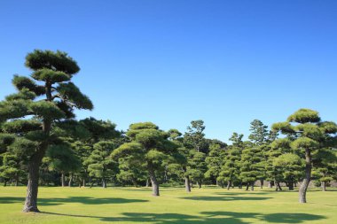 yeşil ağaçlar ve mavi gökyüzü güzel park