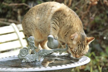 Bahçedeki kaplan desenli kedi