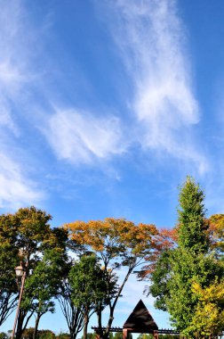 Sonbahar ağaçlarının mavi gökyüzüne bakan güzel manzarası        