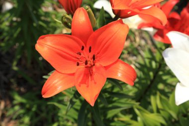 Bahçedeki kırmızı zambak