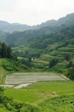 Dağlardaki yeşil pirinç tarlaları 
