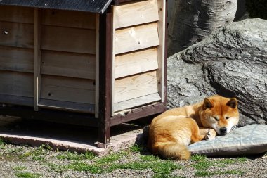 Kahverengi köpek dışarıda ahşap köpek kulübesinde dinleniyor.