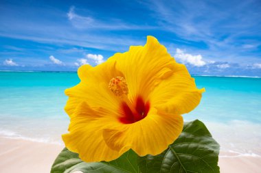 Sarı çiçekli güzel tropikal plaj 