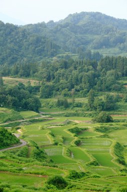 Dağ manzarası ve yeşil pirinç tarlaları. 