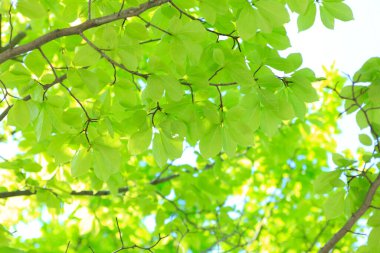 Güneşli bir yaz parkının arka planında güzel yeşil yapraklar.       