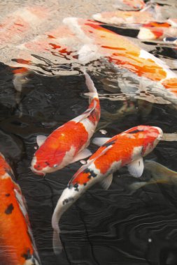 koi carps gölde yüzmek.         